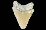 Serrated, Fossil Megalodon Tooth - Bone Valley, Florida #115608-1